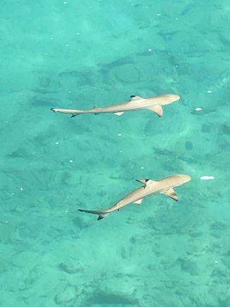Yea, won’t be swimming with these babi