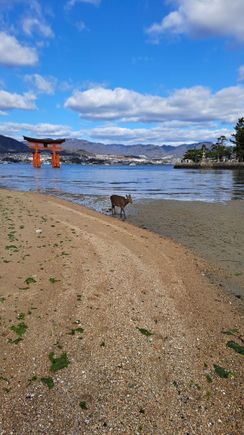 Miyajima island and deer 