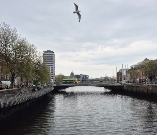 Liffey with a flying seagull