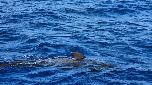 Pilot whale.