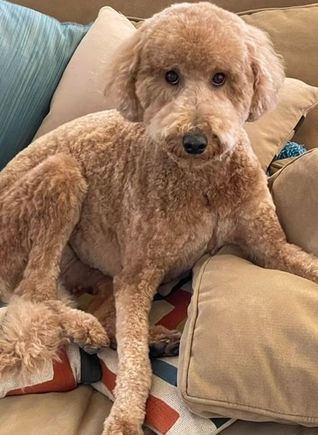 Poppy home from the spa. 