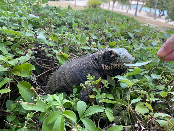 Tons of iguanas roaming the property