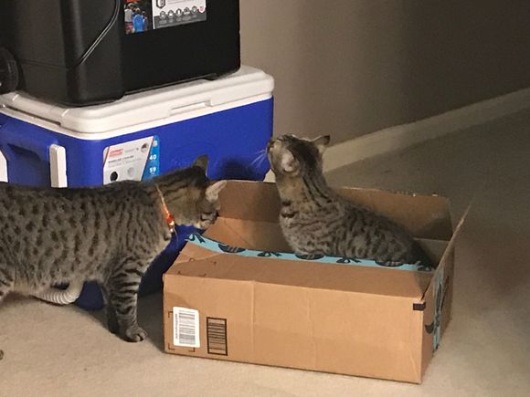 ,y fur babies love the new box they got for Christmas.