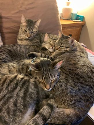 The best place to sleep is on top of your siblings.