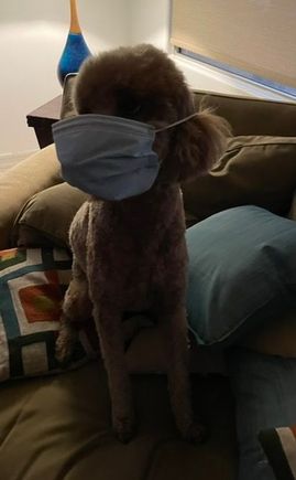 Poppy is very happy most mask mandates have been removed!