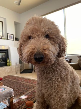 Poppy is looking forward to her visit to the spa this week!