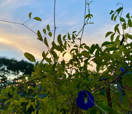 The blue pea / butterfly pea flower close up
