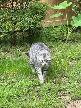 Imagine this coming toward you early in the morning.  Why yes Anpu you can have whatever you want and go wherever you want, because obviously I can’t stop you.