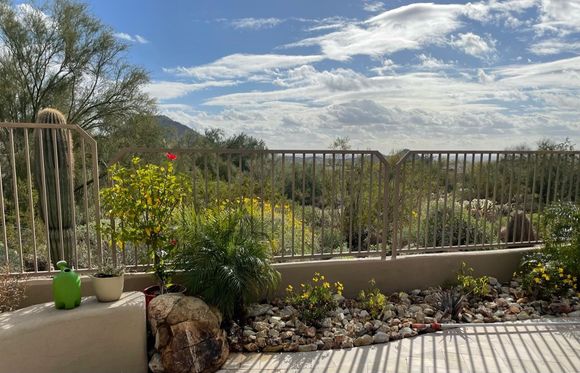 Lots of rain in the Phoenix area and the desert has turned green. The wildflowers beyond the wall in our backyard generally don’t bloom until spring. 