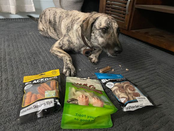 He is very busy with his dentastix but happy to have a parcel (and especially happy to have his before that silly queen)