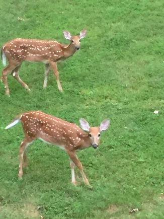 Not pets but these cuties are visiting our yard every evening. We live on a lake and mama stays in the trees. 