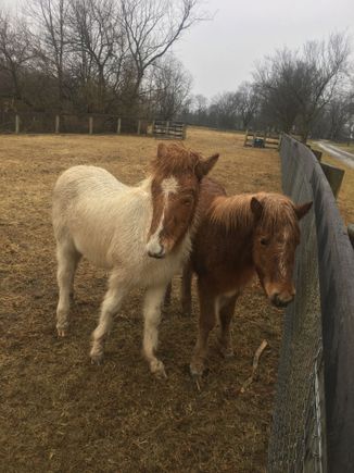 Baby Icelandic horses I saw at my friend Maggie’s horse farm yesterday. Very friendly. About 6 months old. 