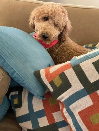 Poppy deep in the pillow fort!