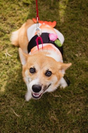 Dylan the corgi dressed as Ebi Nigiri for Halloween