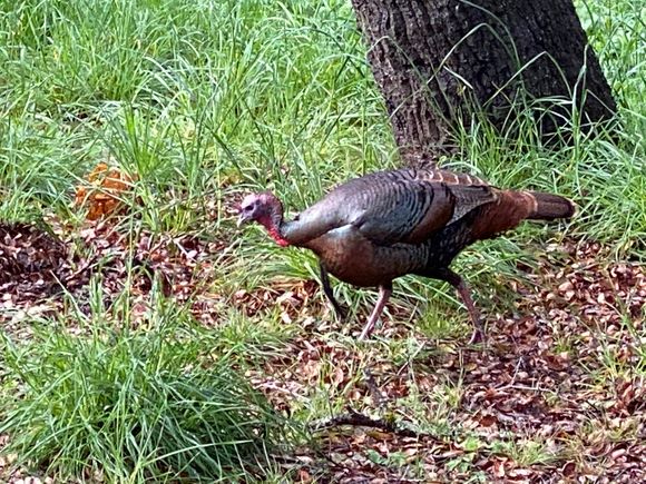 Local wild turkey, not the kind that you may drink here ;)