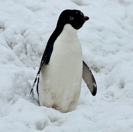 Adele penguin
