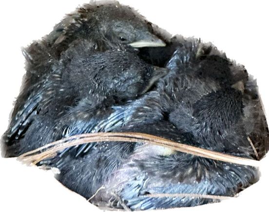 Baby bluebirds are opening their eyes.