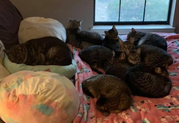 All but one in a pile this morning. 