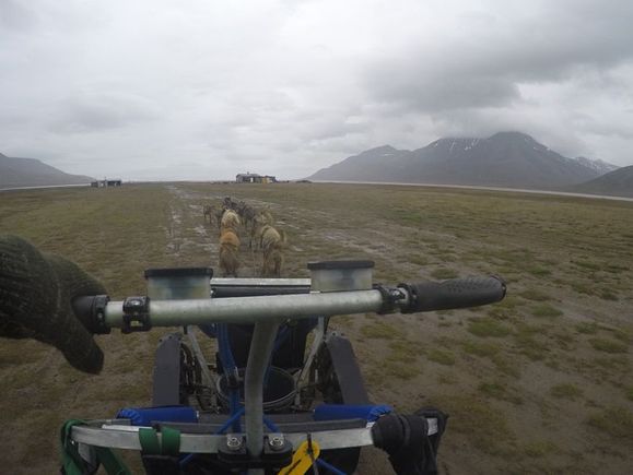 Dog-karting