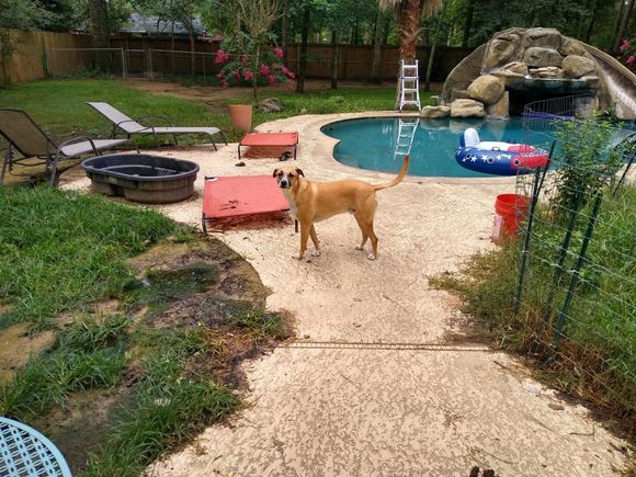 Dash was rescued from a storm sewer a few years ago and is still skittish.