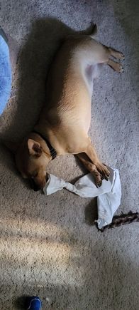 Knocked out, inside the sock is a former water bottle she uses as a toy.