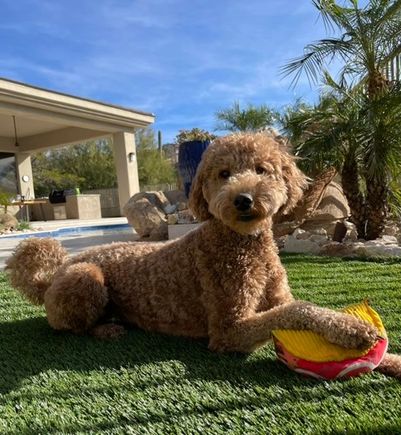 Poppy playing with “Taco” in her new back yard