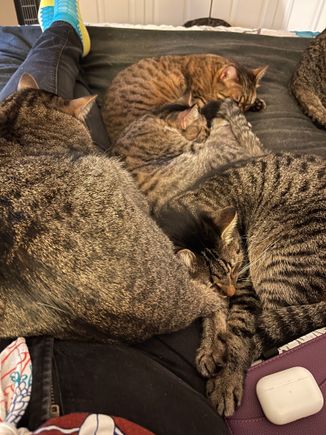 Attempt to count the cats.