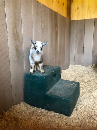 Baby Nigerian dwarf goat