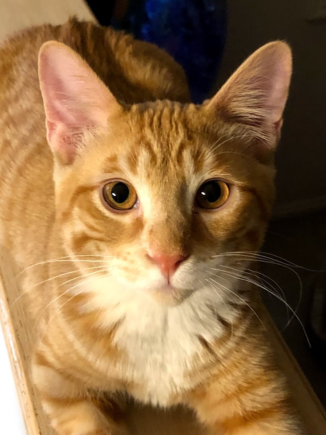 Buddy