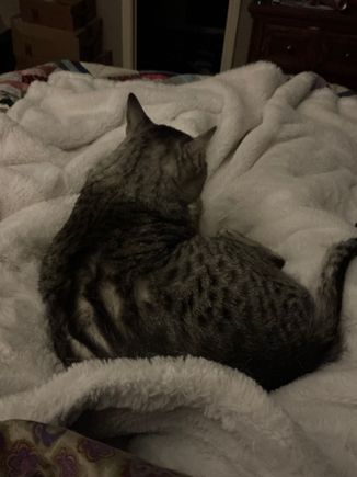Anpu did not appreciate me going to work this morning.    He was quite comfortable before I moved. 