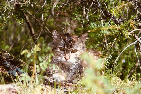 Teasel the Maine Coon was my cat from when she was born on Maui, and she moved with us to Orcas Island (flying on a Northwest Airlines DC-10).  She liked to have a saucer of warm milk in the morning, and died at about 17 of old age.