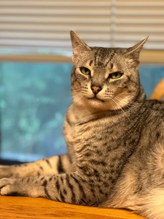 Anpu says you can adore him now.