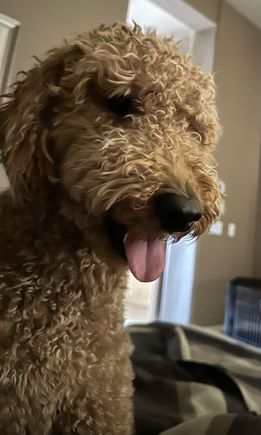 Poppy is looking forward to her rejuvenating salon day tomorrow!