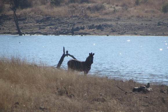 A zebra
