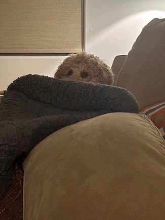 Poppy will shade her eyes with whatever she can find in her pillow fort. 