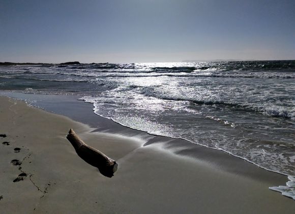 A lone log on the beach while walking back to the start point of the hike 