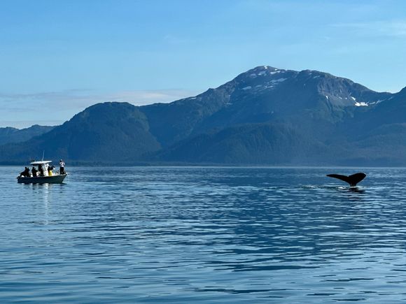 Humpback in Dundas Bay (that’s me on the foredeck of the boat).