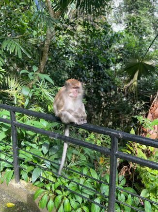 Monkey!