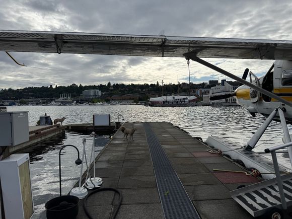 concrete coyotes on the dock (presumably to intimidate the Canada geese)