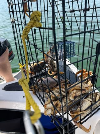 good crab haul