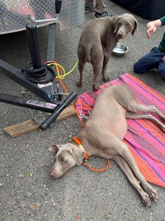 brewery owners’ Weimaraners