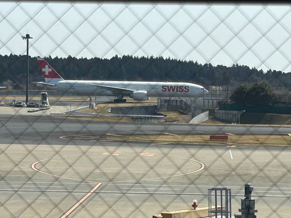 our bird landing on arrival 