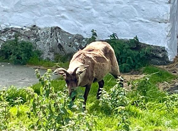 Manx Loaghtan sheep at Cregneash, an outdoor “museum” of a traditional Manx village. I didn’t get to eat one. 