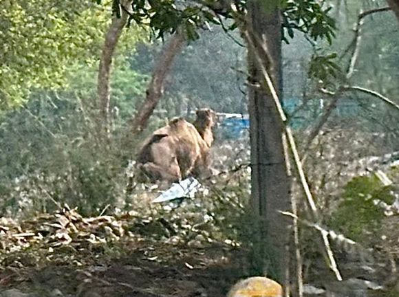 Is someone missing their camel in Gurgaon, Delhi?
I wanted to bring him over to the hotel pool for 
a swim but he said “No, thank you”.