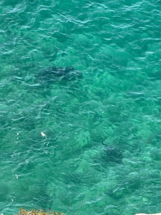 Two sharks, honest!