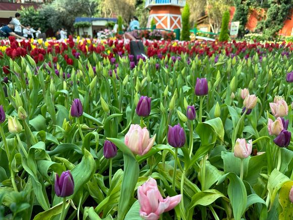 Flower field