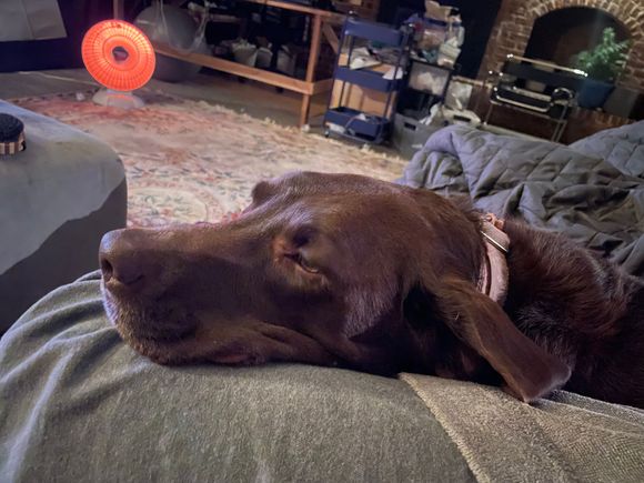 And on my right, our house guest 