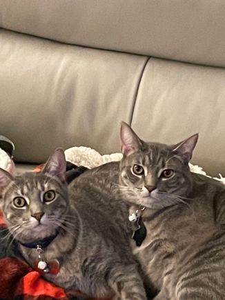 Kitties just relaxing!!    They are a year old now!