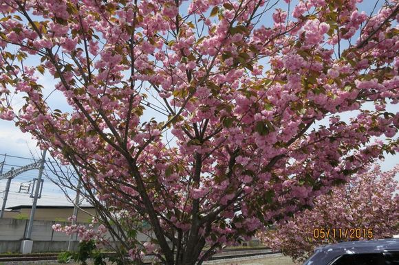 Sakura blossoms in Karuizawa, Nagano Prefecture