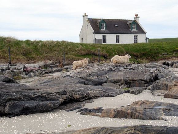 Eoligarry Beach Sheep